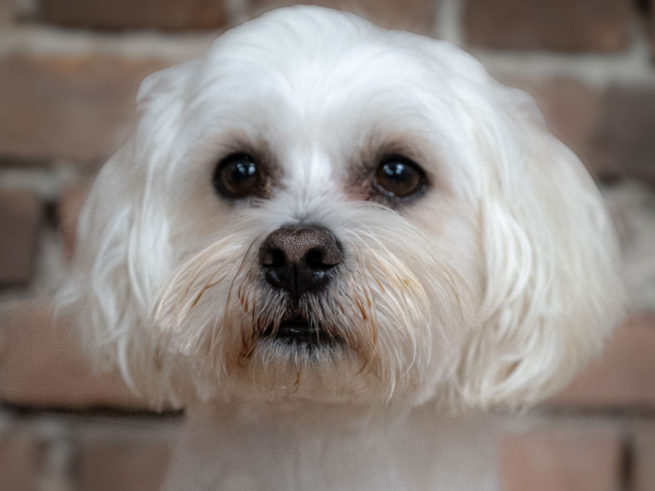 Hund Basti