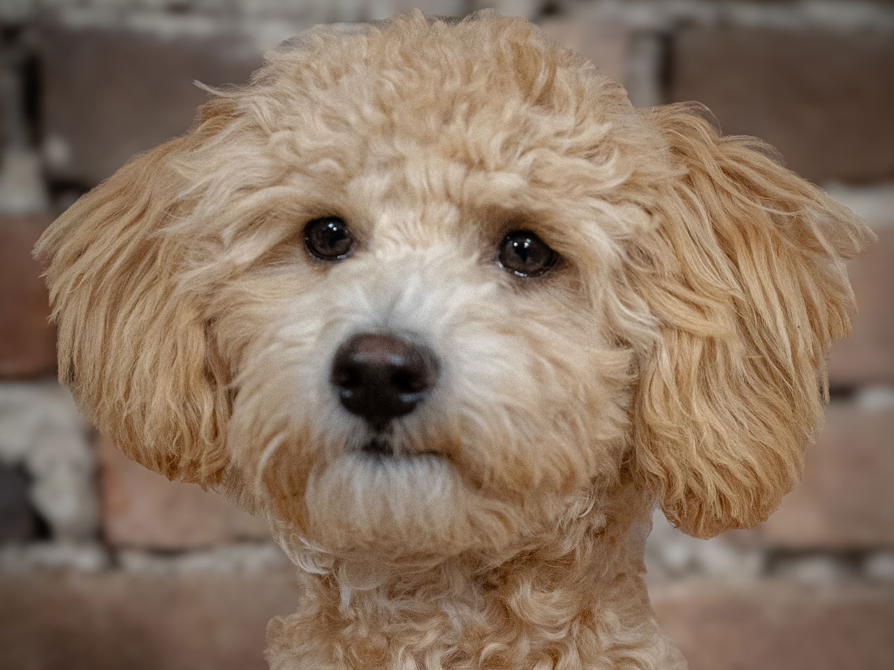 Hund Gizmo
