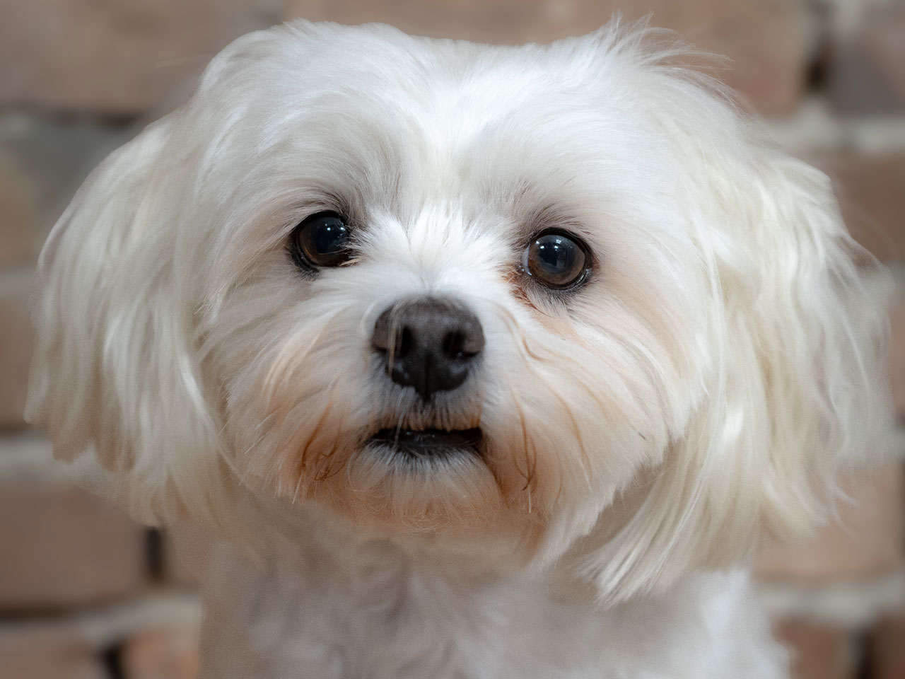 Hund Jessy