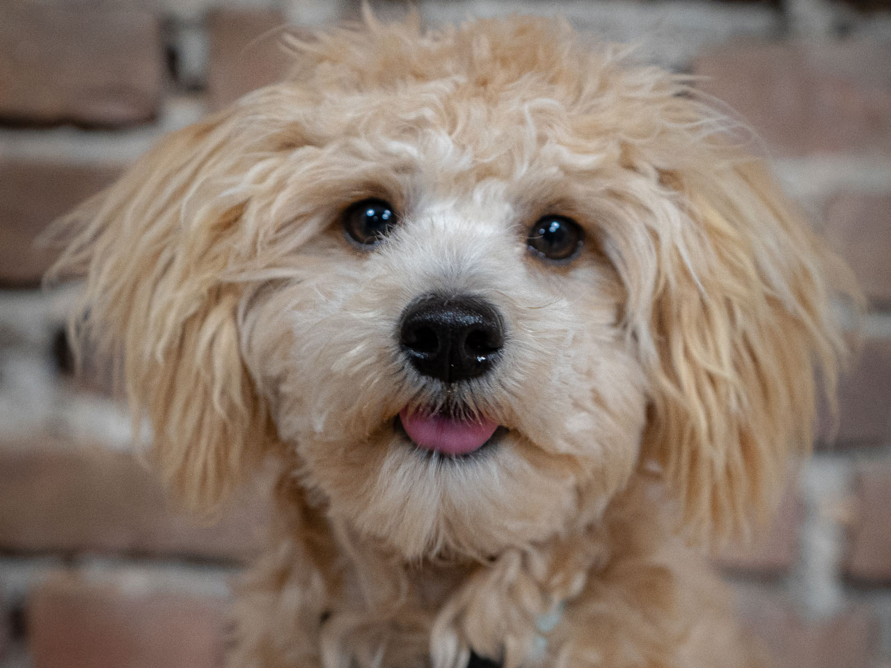 Hund Teddy